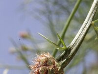 Centaurea ferulacea