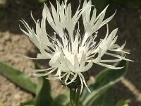 Centaurea fleischeri