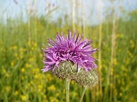 Centaurea fritschii