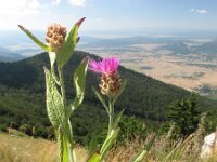 Centaurea haynaldii