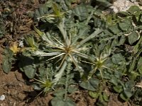 Centaurea hyalolepis 2, Saxifraga-Willem van Kruijsbergen