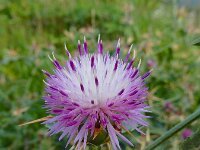Centaurea iberica 8, Saxifraga-Ed Stikvoort