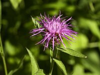 Centaurea jacea, Brown Knapweed