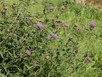 Centaurea jacea 14, Knoopkruid, Saxifraga-Jan van der Straaten