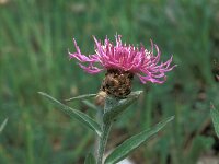 Centaurea jacea 16, Knoopkruid, Saxifraga-Jan van der Straaten