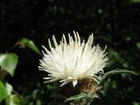 Centaurea jacea 17, Knoopkruid, Saxifraga-Rutger Barendse