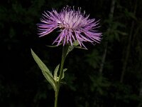 Centaurea jacea 18, Knoopkruid, Saxifraga-Jan van der Straaten