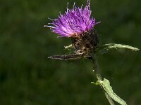 Centaurea jacea 19, Knoopkruid, Saxifraga-Jan van der Straaten