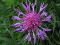 Centaurea jacea 2, Knoopkruid, Saxifraga-Rutger Barendse