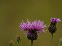 Centaurea jacea 21, Knoopkruid, Saxifraga-Jan Nijendijk