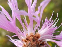 Centaurea jacea 24, Knoopkruid, Saxifraga-Rutger Barendse