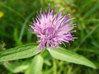 Centaurea jacea 25, Knoopkruid, Saxifraga-Rutger Barendse