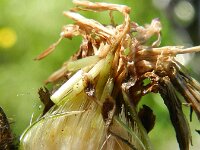 Centaurea jacea 26, Knoopkruid, Saxifraga-Rutger Barendse