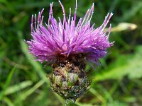 Centaurea jacea 27, Knoopkruid, Saxifraga-Rutger Barendse