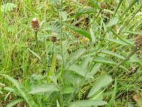 Centaurea jacea 28, Knoopkruid, Saxifraga-Rutger Barendse