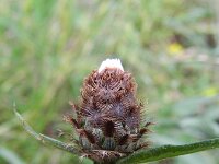 Centaurea jacea 29, Knoopkruid, Saxifraga-Rutger Barendse