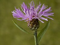 Centaurea jacea 3, Knoopkruid, Saxifraga-Jan van der Straaten