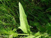 Centaurea jacea 30, Knoopkruid, Saxifraga-Rutger Barendse