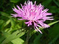 Centaurea jacea 31, Knoopkruid, Saxifraga-Rutger Barendse