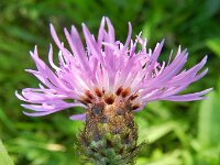 Centaurea jacea 32, Knoopkruid, Saxifraga-Rutger Barendse