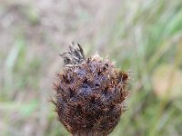 Centaurea jacea 33, Knoopkruid, Saxifraga-Rutger Barendse