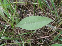 Centaurea jacea 34, Knoopkruid, Saxifraga-Rutger Barendse