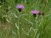 Centaurea jacea 4, Knoopkruid, Saxifraga-Willem van Kruijsbergen