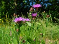 Centaurea jacea 60, Knoopkruid, Saxifraga-Ed Stikvoort