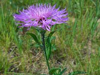 Centaurea jacea 61, Knoopkruid, Saxifraga-Ed Stikvoort