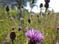 Centaurea jacea 62, Knoopkruid, Saxifraga-Ed Stikvoort