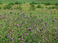 Centaurea jacea 63, Knoopkruid, Saxifraga-Ed Stikvoort