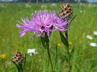 Centaurea jacea 64, Knoopkruid, Saxifraga-Ed Stikvoort