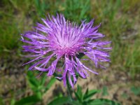 Centaurea jacea 65, Knoopkruid, Saxifraga-Ed Stikvoort