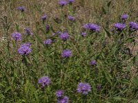 Centaurea jacea 67, Knoopkruid, Saxifraga-Jan van der Straaten