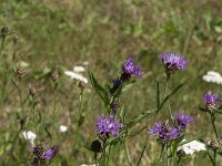 Centaurea jacea 68, Knoopkruid, Saxifraga-Jan van der Straaten