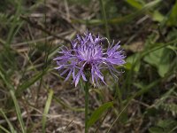 Centaurea jacea 69, Knoopkruid, Saxifraga-Jan van der Straaten