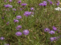 Centaurea jacea 70, Knoopkruid, Saxifraga-Jan van der Straaten