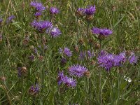 Centaurea jacea 71, Knoopkruid, Saxifraga-Jan van der Straaten