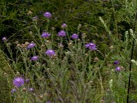 Centaurea jacea 72, Knoopkruid, Saxifraga-Jan van der Straaten