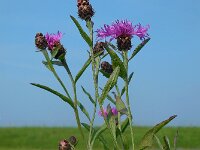 Centaurea jacea 73, Knoopkruid, Saxifraga-Ed Stikvoort