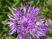 Brown Knapweed (Centaurea jacea), closeup of flower  Brown Knapweed (Centaurea jacea), closeup of flower : Brown Knapweed, knapweed, Centaurea jacea, , closeup, close-up, macro, flower, in flower, flowering, in bloom, blooming, purple, star-like, spring, springtime, summer, summertime, beauty, beautiful, beauty in nature, growth, nature, natural, outside, outdoor, nobody, no people