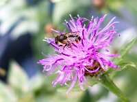 Centaurea jacea 75, Knoopkruid, Saxifraga-Bart Vastenhouw