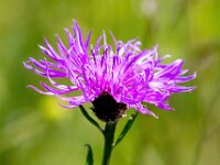 Centaurea jacea 76, Knoopkruid, Saxifraga-Bart Vastenhouw