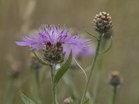Centaurea jacea 77, Knoopkruid, Saxifraga-Willem van Kruijsbergen
