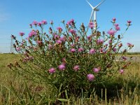Centaurea jacea 80, Knoopkruid, Saxifraga-Ed Stikvoort