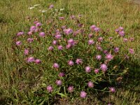 Centaurea jacea 81, Knoopkruid, Saxifraga-Ed Stikvoort