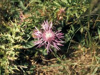Centaurea jacea 82, Knoopkruid, Saxifraga-Jan van der Straaten