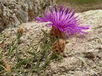 Centaurea jacea 85, Knoopkruid, Saxifraga-Hans Grotenhuis
