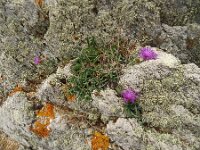 Centaurea jacea 86, Knoopkruid, Saxifraga-Hans Grotenhuis