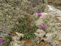 Centaurea jacea 87, Knoopkruid, Saxifraga-Hans Grotenhuis